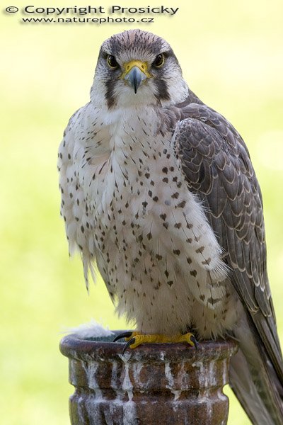 Raroh jižní (Falco biarmicus), Autor: Ondřej Prosický, Model aparátu: Canon EOS 20D, Objektiv: Canon EF 400mm f/5.6 L USM, Ohnisková vzdálenost: 400.00 mm, monopod Manfrotto 681B + 234RC, Clona: 5.60, Doba expozice: 1/160 s, ISO: 100, Vyvážení expozice: 0.67, Blesk: Ano, Vytvořeno: 4. července 2005 9:45:45, Zayferus, Lednice (ČR) 