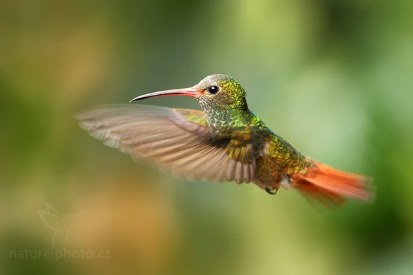 Kolibřík rezavoocasý (Amazilia tzacatl), Kolibřík rezavoocasý (Amazilia tzacatl) Rufous-tailed Hummingbird, Autor: Ondřej Prosický | NaturePhoto.cz, Model: Canon EOS 7D, Objektiv: Canon EF 500mm f/4 L USM, Ohnisková vzdálenost (EQ35mm): 800 mm, stativ Gitzo, Clona: 5.6, Doba expozice: 1/250 s, ISO: 640, Kompenzace expozice: -1/3, Blesk: Ne, Vytvořeno: 2. prosince 2009 12:27:55, Mindo, Cordillera Occidental (Ekvádor) 