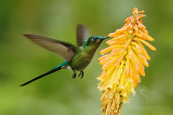 Kolibřík Kingův (Aglaiocercus kingi), Kolibřík Kingův (Aglaiocercus kingi) Long-tailed Sylph, Autor: Ondřej Prosický | NaturePhoto.cz, Model: Canon EOS 7D, Objektiv: Canon EF 500mm f/4 L USM, Ohnisková vzdálenost (EQ35mm): 800 mm, stativ Gitzo, Clona: 5.0, Doba expozice: 1/400 s, ISO: 400, Kompenzace expozice: -1/3, Blesk: Ano, Vytvořeno: 27. listopadu 2009 11:12:09, Baeza, Cordillera Oriental (Ekvádor)