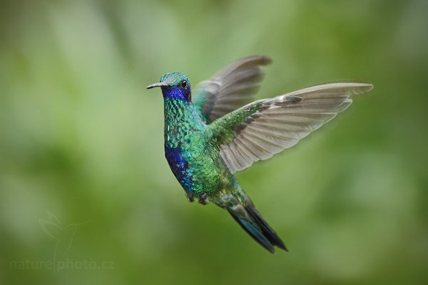 Kolibřík modrolící (Colibri coruscans) , Kolibřík modrolící (Colibri coruscans) Sparkling Violetear, Autor: Ondřej Prosický | NaturePhoto.cz, Model: Canon EOS 7D, Objektiv: Canon EF 500mm f/4 L USM, Ohnisková vzdálenost (EQ35mm): 800 mm, stativ Gitzo, Clona: 5.0, Doba expozice: 1/400 s, ISO: 640, Kompenzace expozice: -1/3, Blesk: Ano, Vytvořeno: 27. listopadu 2009 10:15:01, Mindo, Cordillera Occidental (Ekvádor) 