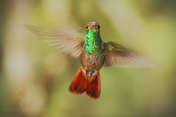 Kolibřík rezavoocasý (Amazilia tzacatl), Kolibřík rezavoocasý (Amazilia tzacatl) Rufous-tailed Hummingbird, Autor: Ondřej Prosický | NaturePhoto.cz, Model: Canon EOS 7D, Objektiv: Canon EF 500mm f/4 L USM, Ohnisková vzdálenost (EQ35mm): 800 mm, stativ Gitzo, Clona: 5.6, Doba expozice: 1/200 s, ISO: 500, Kompenzace expozice: 0, Blesk: Ano, Vytvořeno: 1. prosince 2009 15:31:55, Mindo, Cordillera Occidental (Ekvádor) 