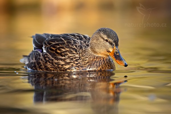 Kachna divoká (Anas platyrhynchos), Kachna divoká (Anas platyrhynchos), Mallard, Autor: Ondřej Prosický | NaturePhoto.cz, Model: Canon EOS 5D Mark II, Objektiv: Canon EF 500mm f/4 L USM, Ohnisková vzdálenost (EQ35mm): 500 mm, stativ Gitzo, Clona: 5.0, Doba expozice: 1/200 s, ISO: 500, Kompenzace expozice: 0, Blesk: Ne, Vytvořeno: 26. prosince 2009 3:54:05, Papallacta, Cordillera Oriental (Ekvádor)