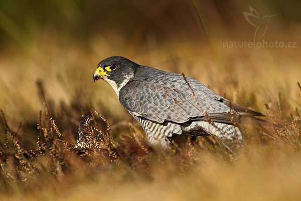 Sokol stěhovavý (Falco peregrinus), Sokol stěhovavý (Falco peregrinus ), Peregrine Falcon, Autor: Ondřej Prosický | NaturePhoto.cz, Model: Canon EOS-1D Mark III, Objektiv: Canon EF 500mm f/4 L IS USM, Ohnisková vzdálenost (EQ35mm): 650 mm, stativ Gitzo 3540LS + RRS BH55, Clona: 5.6, Doba expozice: 1/500 s, ISO: 800, Kompenzace expozice: -1/3, Blesk: Ne, Vytvořeno: 8. listopadu 2009 14:30:49, zvíře v lidské péči, Herálec, Vysočina (Česko)