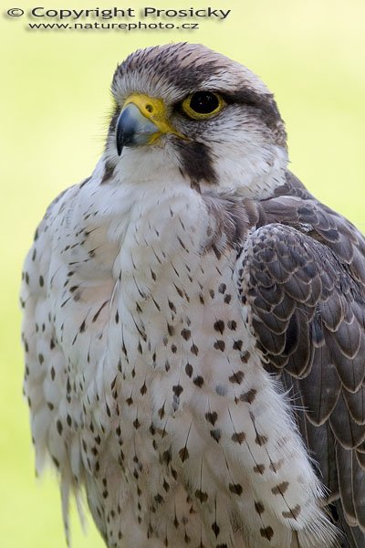 Raroh jižní (Falco biarmicus), Autor: Ondřej Prosický, Model aparátu: Canon EOS 20D, Objektiv: Canon EF 400mm f/5.6 L USM, Ohnisková vzdálenost: 400.00 mm, monopod Manfrotto 681B + 234RC, Clona: 5.60, Doba expozice: 1/160 s, ISO: 100, Vyvážení expozice: 0.67, Blesk: Ano, Vytvořeno: 4. července 2005 9:46:13, Zayferus, Lednice (ČR) 