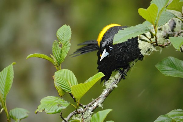 Vlhovec horský (Cacicus leucoramphus), Vlhovec horský (Cacicus leucoramphus) Northern Mountain-cacique, Autor: Ondřej Prosický | NaturePhoto.cz, Model: Canon EOS 7D, Objektiv: Canon EF 500mm f/4 L USM, Ohnisková vzdálenost (EQ35mm): 800 mm, stativ Gitzo, Clona: 4.0, Doba expozice: 1/160 s, ISO: 1600, Kompenzace expozice: 0, Blesk: Ne, Vytvořeno: 23. listopadu 2009 7:25:39, Papallacta, Cordillera Oriental (Ekvádor)