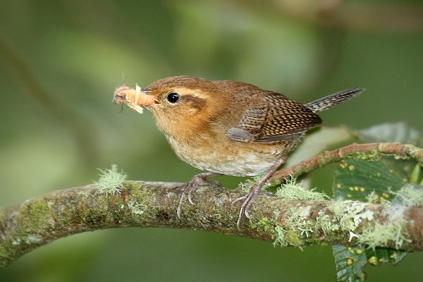 Střízlík ostřicový (Cistothorus platensis), Střízlík ostřicový (Cistothorus platensis) Grass Wren, Autor: Ondřej Prosický | NaturePhoto.cz, Model: Canon EOS 7D, Objektiv: Canon EF 500mm f/4 L USM, Ohnisková vzdálenost (EQ35mm): 800 mm, stativ Gitzo, Clona: 4.0, Doba expozice: 1/100 s, ISO: 3200, Kompenzace expozice: 0, Blesk: Ano, Vytvořeno: 21. listopadu 2009 6:27:44, Papallacta, Cordillera Oriental (Ekvádor)