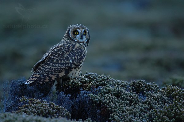 Kalous pustovka (Asio flammeus sanfordi), Kalous pustovka (Asio flammeus sanfordi), Short-eared Owl, Autor: Ondřej Prosický | NaturePhoto.cz, Model: Canon EOS-1D Mark III, Objektiv: Canon EF 500mm f/4 L USM, Ohnisková vzdálenost (EQ35mm): 650 mm, stativ Gitzo, Clona: 4.5, Doba expozice: 1/125 s, ISO: 2000, Kompenzace expozice: -1 1/3, Blesk: Ne, Vytvořeno: 18. ledna 2009 21:04:01, Papallacta, Cordillera Oriental (Ekvádor) 