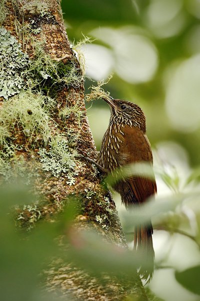 Klouzálek horský (Lepidocolaptes lacrymiger), Klouzálek horský (Lepidocolaptes lacrymiger) Montane Woodcreeper, Autor: Ondřej Prosický | NaturePhoto.cz, Model: Canon EOS 7D, Objektiv: Canon EF 500mm f/4 L USM, Ohnisková vzdálenost (EQ35mm): 800 mm, stativ Gitzo, Clona: 4.5, Doba expozice: 1/250 s, ISO: 800, Kompenzace expozice: -2/3, Blesk: Ano, Vytvořeno: 22. listopadu 2009 10:37:49, Papallacta, Cordillera Oriental (Ekvádor)