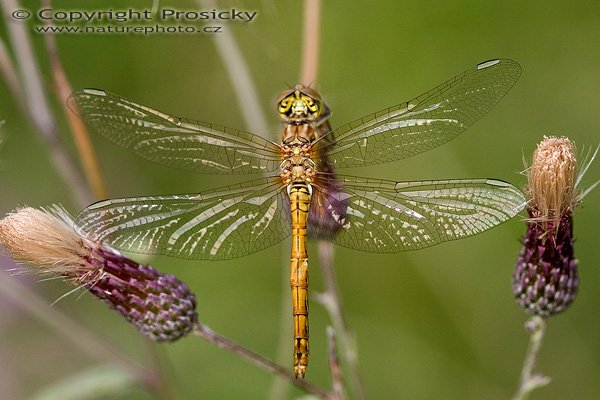 Vážka obecná (Sympetrum vulgatum), Vážka obecná (Sympetrum vulgatum) Autor: Ondřej Prosický, Model aparátu: Canon EOS 20D, Objektiv: Canon EF 100mm f/2.8 Macro USM, Ohnisková vzdálenost: 100.00 mm, fotografováno z ruky, Clona: 4.00, Doba expozice: 1/200 s, ISO: 200, Vyvážení expozice: 0.00, Blesk: Ano, Vytvořeno: 12. srpna 2005 18:42:47, Dolní Jirčany u Prahy (ČR) 