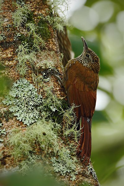 Klouzálek horský (Lepidocolaptes lacrymiger), Klouzálek horský (Lepidocolaptes lacrymiger) Montane Woodcreeper, Autor: Ondřej Prosický | NaturePhoto.cz, Model: Canon EOS 7D, Objektiv: Canon EF 500mm f/4 L USM, Ohnisková vzdálenost (EQ35mm): 800 mm, stativ Gitzo, Clona: 4.5, Doba expozice: 1/125 s, ISO: 800, Kompenzace expozice: -1/3, Blesk: Ano, Vytvořeno: 22. listopadu 2009 10:37:04, Papallacta, Cordillera Oriental (Ekvádor)