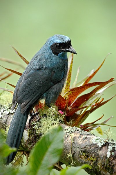 Sojka tyrkysová (Cyanolyca turcosa), Sojka tyrkysová (Cyanolyca turcosa) Turquoise Jay, Autor: Ondřej Prosický | NaturePhoto.cz, Model: Canon EOS 7D, Objektiv: Canon EF 500mm f/4 L USM, Ohnisková vzdálenost (EQ35mm): 800 mm, stativ Gitzo, Clona: 4.0, Doba expozice: 1/40 s, ISO: 2500, Kompenzace expozice: -2/3, Blesk: Ano, Vytvořeno: 22. listopadu 2009 7:53:46, Papallacta, Cordillera Oriental (Ekvádor)