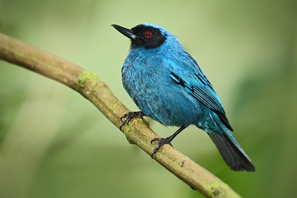 Pitpit stříbřitý (Diglossopis caerulescens), Pitpit stříbřitý (Diglossopis caerulescens) Masked Flowerpiercer - Diglossa caerulescens, Autor: Ondřej Prosický | NaturePhoto.cz, Model: Canon EOS 7D, Objektiv: Canon EF 500mm f/4 L USM, Ohnisková vzdálenost (EQ35mm): 800 mm, stativ Gitzo, Clona: 4.5, Doba expozice: 1/60 s, ISO: 1000, Kompenzace expozice: -1 1/3, Blesk: Ano, Vytvořeno: 20. listopadu 2009 16:40:18, Papallacta, Cordillera Oriental (Ekvádor)