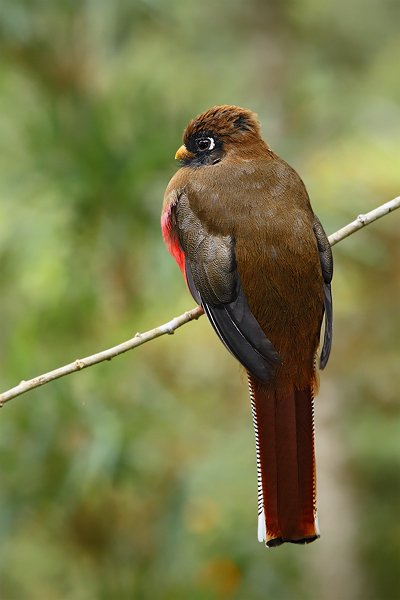 Trogon límcový (Trogon collaris), Trogon límcový (Trogon collaris) Collared Trogon, Autor: Ondřej Prosický | NaturePhoto.cz, Model: Canon EOS 7D, Objektiv: Canon EF 500mm f/4 L USM, Ohnisková vzdálenost (EQ35mm): 320 mm, stativ Gitzo, Clona: 7.1, Doba expozice: 1/80 s, ISO: 640, Kompenzace expozice: -2/3, Blesk: Ano, Vytvořeno: 28. listopadu 2009 7:53:37, Papallacta, Cordillera Oriental (Ekvádor)