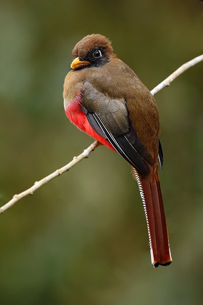 Trogon límcový (Trogon collaris), Trogon límcový (Trogon collaris) Collared Trogon, Autor: Ondřej Prosický | NaturePhoto.cz, Model: Canon EOS 5D Mark II, Objektiv: Canon EF 500mm f/4 L USM, Ohnisková vzdálenost (EQ35mm): 500 mm, stativ Gitzo, Clona: 9.0, Doba expozice: 1/25 s, ISO: 400, Kompenzace expozice: -1/3, Blesk: Ano, Vytvořeno: 28. listopadu 2009 7:48:53, Papallacta, Cordillera Oriental (Ekvádor)