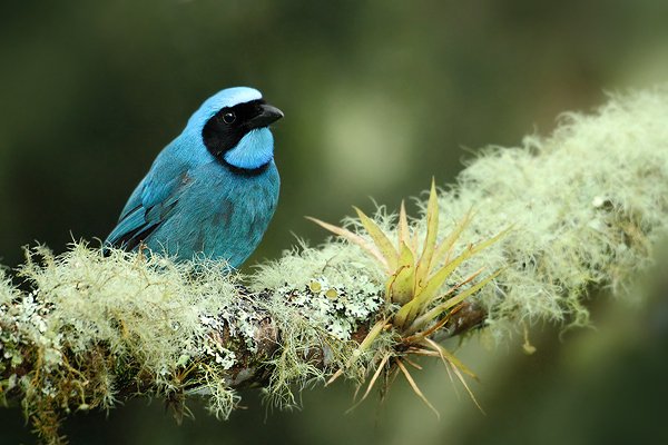 Sojka tyrkysová (Cyanolyca turcosa), Sojka tyrkysová (Cyanolyca turcosa) Turquoise Jay, Autor: Ondřej Prosický | NaturePhoto.cz, Model: Canon EOS 7D, Objektiv: Canon EF 500mm f/4 L USM, Ohnisková vzdálenost (EQ35mm): 800 mm, stativ Gitzo, Clona: 4.0, Doba expozice: 1/100 s, ISO: 3200, Kompenzace expozice: 0, Blesk: Ano, Vytvořeno: 21. listopadu 2009 6:32:39, Papallacta, Cordillera Oriental (Ekvádor)