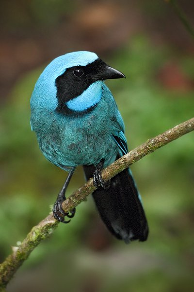 Sojka tyrkysová (Cyanolyca turcosa), Sojka tyrkysová (Cyanolyca turcosa) Turquoise Jay, Autor: Ondřej Prosický | NaturePhoto.cz, Model: Canon EOS 7D, Objektiv: Canon EF 500mm f/4 L USM, Ohnisková vzdálenost (EQ35mm): 800 mm, stativ Gitzo, Clona: 4.0, Doba expozice: 1/125 s, ISO: 3200, Kompenzace expozice: 0, Blesk: Ano, Vytvořeno: 21. listopadu 2009 6:33:06, Papallacta, Cordillera Oriental (Ekvádor)