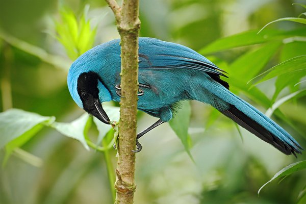 Sojka tyrkysová (Cyanolyca turcosa), Sojka tyrkysová (Cyanolyca turcosa) Turquoise Jay, Autor: Ondřej Prosický | NaturePhoto.cz, Model: Canon EOS 7D, Objektiv: Canon EF 500mm f/4 L USM, Ohnisková vzdálenost (EQ35mm): 800 mm, stativ Gitzo, Clona: 4.5, Doba expozice: 1/80 s, ISO: 800, Kompenzace expozice: -1, Blesk: Ano, Vytvořeno: 21. listopadu 2009 15:42:09, Papallacta, Cordillera Oriental (Ekvádor) 