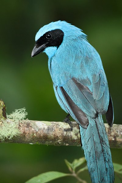 Sojka tyrkysová (Cyanolyca turcosa), Sojka tyrkysová (Cyanolyca turcosa) Turquoise Jay, Autor: Ondřej Prosický | NaturePhoto.cz, Model: Canon EOS 7D, Objektiv: Canon EF 500mm f/4 L USM, Ohnisková vzdálenost (EQ35mm): 800 mm, stativ Gitzo, Clona: 4.0, Doba expozice: 1/125 s, ISO: 2500, Kompenzace expozice: 0, Blesk: Ano, Vytvořeno: 21. listopadu 2009 6:35:52, Papallacta, Cordillera Oriental (Ekvádor)