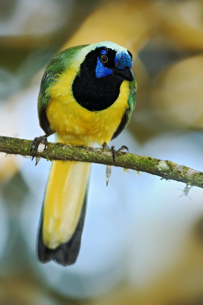 Sojka zelenavá (Cyanocorax yncas), Sojka zelenavá (Cyanocorax yncas) Inca Jay, Autor: Ondřej Prosický | NaturePhoto.cz, Model: Canon EOS 7D, Objektiv: Canon EF 500mm f/4 L USM, Ohnisková vzdálenost (EQ35mm): 800 mm, stativ Gitzo, Clona: 4.0, Doba expozice: 1/200 s, ISO: 1250, Kompenzace expozice: +1/3, Blesk: Ano, Vytvořeno: 26. listopadu 2009 17:13:53, Baeza, Occidental Oriental (Ekvádor) 