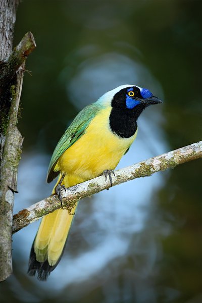 Sojka zelenavá (Cyanocorax yncas), Sojka zelenavá (Cyanocorax yncas) Inca Jay, Autor: Ondřej Prosický | NaturePhoto.cz, Model: Canon EOS 7D, Objektiv: Canon EF 500mm f/4 L USM, Ohnisková vzdálenost (EQ35mm): 800 mm, stativ Gitzo, Clona: 4.0, Doba expozice: 1/400 s, ISO: 1600, Kompenzace expozice: -2/3, Blesk: Ano, Vytvořeno: 26. listopadu 2009 17:21:07, Baeza, Occidental Oriental (Ekvádor) 