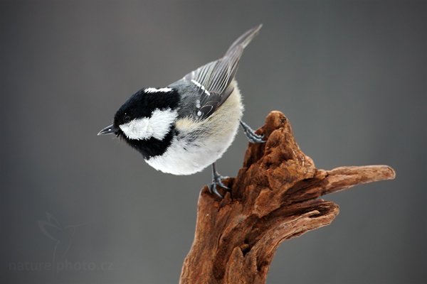 Sýkora uhelníček (Parus ater), Sýkora uhelníček (Parus ater) Coal Tit, Autor: Ondřej Prosický | NaturePhoto.cz, Model: Canon EOS-1D Mark III, Objektiv: Canon EF 500mm f/4 L USM, Ohnisková vzdálenost (EQ35mm): 650 mm, stativ Gitzo, Clona: 5.6, Doba expozice: 1/125 s, ISO: 640, Kompenzace expozice: -1/3, Blesk: Ne, Vytvořeno: 24. ledna 2010 9:40:06, Prachaticko, Šumava (Česko)