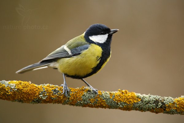 Sýkora koňadra (Parus major), Sýkora koňadra (Parus major) Great Tit, Autor: Ondřej Prosický | NaturePhoto.cz, Model: Canon EOS-1D Mark III, Objektiv: Canon EF 500mm f/4 L USM, Ohnisková vzdálenost (EQ35mm): 1092 mm, stativ Gitzo, Clona: 6.3, Doba expozice: 1/100 s, ISO: 640, Kompenzace expozice: -1/3, Blesk: Ne, Vytvořeno: 30. prosince 2009 10:57:21, Prachaticko, Šumava (Česko)