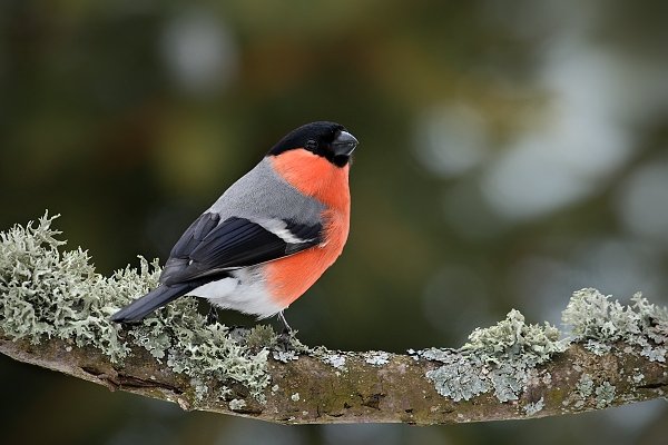 Hýl obecný (Pyrrhula pyrrhula), Hýl obecný (Pyrrhula pyrrhula), Bullfinch, Autor: Ondřej Prosický | NaturePhoto.cz, Model: Canon EOS-1D Mark III, Objektiv: Canon EF 500mm f/4 L USM, Ohnisková vzdálenost (EQ35mm): 650 mm, stativ Gitzo, Clona: 6.3, Doba expozice: 1/250 s, ISO: 500, Kompenzace expozice: -1/3, Blesk: Ne, Vytvořeno: 20. února 2010 16:17:48, Prachaticko, Šumava (Česko)