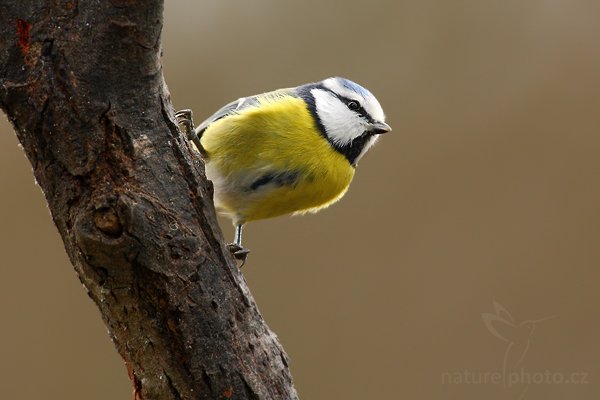 Sýkora modřinka (Parus caeruleus), Sýkora modřinka (Parus caeruleus), Blue Tit, Autor: Ondřej Prosický | NaturePhoto.cz, Model: Canon EOS-1D Mark III, Objektiv: Canon EF 500mm f/4 L USM, Ohnisková vzdálenost (EQ35mm): 1092 mm, stativ Gitzo, Clona: 6.3, Doba expozice: 1/100 s, ISO: 800, Kompenzace expozice: -1/3, Blesk: Ne, Vytvořeno: 30. prosince 2009 11:17:13, Prachaticko, Šumava (Česko)