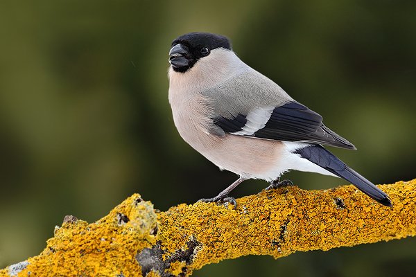 Hýl obecný (Pyrrhula pyrrhula), Hýl obecný (Pyrrhula pyrrhula), Bullfinch, Autor: Ondřej Prosický | NaturePhoto.cz, Model: Canon EOS 5D Mark II, Objektiv: Canon EF 500mm f/4 L USM, Ohnisková vzdálenost (EQ35mm): 500 mm, stativ Gitzo, Clona: 9.0, Doba expozice: 1/200 s, ISO: 640, Kompenzace expozice: -1/3, Blesk: Ne, Vytvořeno: 21. února 2010 11:33:53, Prachaticko, Šumava (Česko)