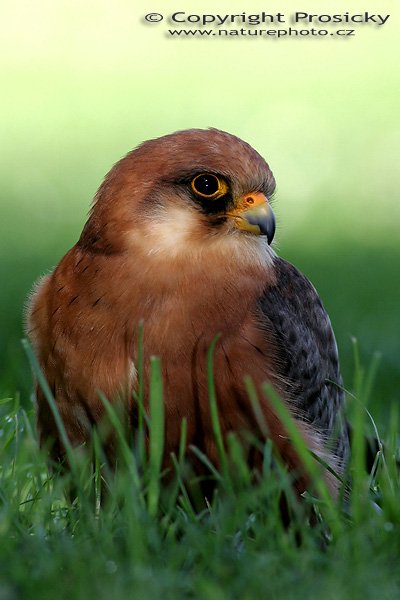 Poštolka rudonohá (Falco vespertinus), Poštolka rudonohá (Falco vespertinus), Autor: Ondřej Prosický, Model aparátu: Canon EOS 20D, Objektiv: Canon EF 400mm f/5.6 L USM, Ohnisková vzdálenost: 400.00 mm, monopod Manfrotto 681B + 234RC, Clona: 9.00, Doba expozice: 1/200 s, ISO: 400, Vyvážení expozice: -0.33, Blesk: Ano, Vytvořeno: 4. července 2005 9:52:47, Zayferos, Lednice (ČR) 