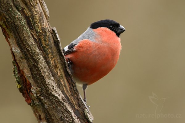 Hýl obecný (Pyrrhula pyrrhula), Hýl obecný (Pyrrhula pyrrhula), Bullfinch, Autor: Ondřej Prosický | NaturePhoto.cz, Model: Canon EOS-1D Mark III, Objektiv: Canon EF 500mm f/4 L USM, Ohnisková vzdálenost (EQ35mm): 1092 mm, stativ Gitzo, Clona: 7.1, Doba expozice: 1/60 s, ISO: 640, Kompenzace expozice: 0, Blesk: Ne, Vytvořeno: 30. prosince 2009 12:26:24, Prachaticko, Šumava (Česko)