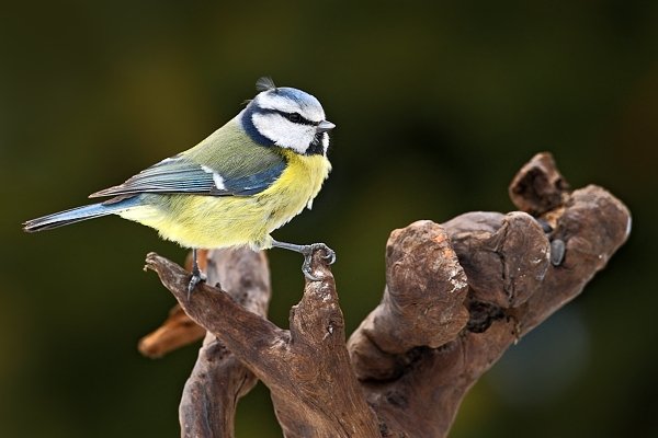 Sýkora modřinka (Parus caeruleus), Sýkora modřinka (Parus caeruleus), Blue Tit, Autor: Ondřej Prosický | NaturePhoto.cz, Model: Canon EOS-1D Mark III, Objektiv: Canon EF 500mm f/4 L USM, Ohnisková vzdálenost (EQ35mm): 650 mm, stativ Gitzo, Clona: 6.3, Doba expozice: 1/250 s, ISO: 500, Kompenzace expozice: -1/3, Blesk: Ne, Vytvořeno: 20. února 2010 16:16:01, Prachaticko, Šumava (Česko)