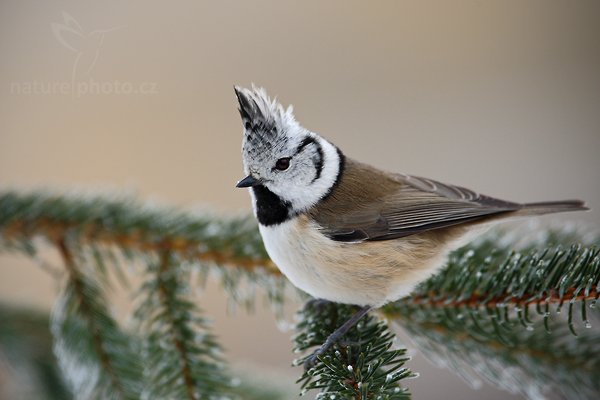 Sýkora parukářka (Parus cristatus), Sýkora parukářka (Parus cristatus) Crested Tit, Autor: Ondřej Prosický | NaturePhoto.cz, Model: Canon EOS-1D Mark III, Objektiv: Canon EF 500mm f/4 L USM, Ohnisková vzdálenost (EQ35mm): 910 mm, stativ Gitzo, Clona: 5.6, Doba expozice: 1/320 s, ISO: 640, Kompenzace expozice: +1/3, Blesk: Ne, Vytvořeno: 24. ledna 2010 10:19:56, Prachaticko, Šumava (Česko)