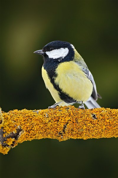 Sýkora koňadra (Parus major), Sýkora koňadra (Parus major) Great Tit, Autor: Ondřej Prosický | NaturePhoto.cz, Model: Canon EOS 5D Mark II, Objektiv: Canon EF 500mm f/4 L USM, Ohnisková vzdálenost (EQ35mm): 500 mm, stativ Gitzo, Clona: 7.1, Doba expozice: 1/320 s, ISO: 640, Kompenzace expozice: -1/3, Blesk: Ne, Vytvořeno: 21. února 2010 11:38:52, Prachaticko, Šumava (Česko)