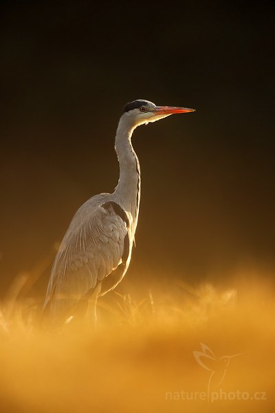 Volavka popelavá (Ardea cinerea), Volavka popelavá (Ardea cinerea), Grey Heron, Autor: Ondřej Prosický | NaturePhoto.cz, Model: Canon EOS 5D Mark II, Objektiv: Canon EF 500mm f/4 L USM, Ohnisková vzdálenost (EQ35mm): 700 mm, stativ Gitzo, Clona: 5.6, Doba expozice: 1/1000 s, ISO: 800, Kompenzace expozice: -1/3, Blesk: Ne, Vytvořeno: 15. listopadu 2009 9:43:50, zvíře v lidské péči, Herálec, Vysočina (Česko)