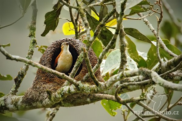 Hrnčiřík (Furnarius cinnamomeus),  Autor: Ondřej Prosický | NaturePhoto.cz, Model: Canon EOS 7D, Objektiv: Canon EF 500mm f/4 L USM, Ohnisková vzdálenost (EQ35mm): 1120 mm, stativ Gitzo, Clona: 5.6, Doba expozice: 1/800 s, ISO: 1000, Kompenzace expozice: -1, Blesk: Ne, Vytvořeno: 2. prosince 2009 9:22:06, Mindo, Cordillera Oriental (Ekvádor) 