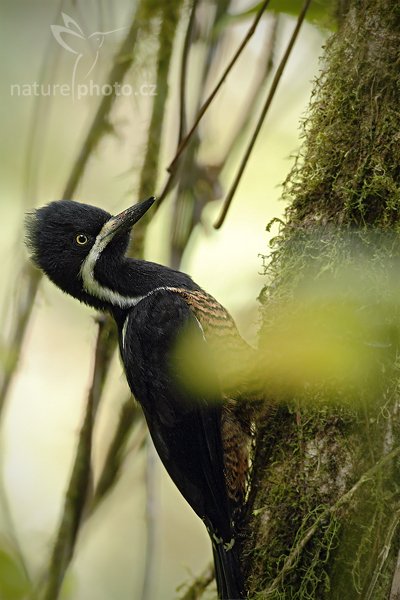 Datel horský (Campephilus pollens), Datel horský (Campephilus pollens) Powerful Woodpecker Autor: Ondřej Prosický | NaturePhoto.cz, Model: Canon EOS 7D, Objektiv: Canon EF 500mm f/4 L USM, Ohnisková vzdálenost (EQ35mm): 800 mm, stativ Gitzo, Clona: 5.6, Doba expozice: 1/400 s, ISO: 640, Kompenzace expozice: 0, Blesk: Ne, Vytvořeno: 29. listopadu 2009 9:07:36, Papallacta, Cordillera Oriental (Ekvádor) 