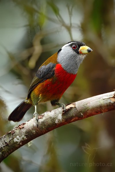 Vousák tukaní (Semnornis ramphastinus), Vousák tukaní (Semnornis ramphastinus) Toucan Barbet, Autor: Ondřej Prosický | NaturePhoto.cz, Model: Canon EOS 7D, Objektiv: Canon EF 500mm f/4 L USM, Ohnisková vzdálenost (EQ35mm): 800 mm, stativ Gitzo, Clona: 5.0, Doba expozice: 1/250 s, ISO: 1000, Kompenzace expozice: -1/3, Blesk: Ne, Vytvořeno: 30. listopadu 2009 7:36:10, Bellavista, Cordillera Occidental (Ekvádor)