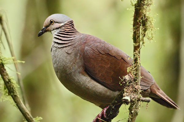 Holub bělohrdlý (Geotrygon frenata), Holub bělohrdlý (Geotrygon frenata) White-throated Quail-dove, Autor: Ondřej Prosický | NaturePhoto.cz, Model: Canon EOS 7D, Objektiv: Canon EF 500mm f/4 L USM, Ohnisková vzdálenost (EQ35mm): 800 mm, stativ Gitzo, Clona: 4.5, Doba expozice: 1/40 s, ISO: 4000, Kompenzace expozice: -1/3, Blesk: Ne, Vytvořeno: 28. listopadu 2009 16:34:38, Papallacta, Cordillera Oriental (Ekvádor)