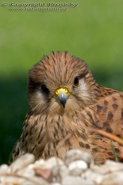 Poštolka obecná (Falco tinnunculus), Poštolka obecná (Falco tinnunculus), Autor: Ondřej Prosický, Model aparátu: Canon EOS 20D, Objektiv: Canon EF 400mm f/5.6 L USM, Ohnisková vzdálenost: 400.00 mm, monopod Manfrotto 681B + 234RC, Clona: 20.00, Doba expozice: 1/200 s, ISO: 400, Vyvážení expozice: -0.33, Blesk: Ano, Vytvořeno: 4. července 2005 9:55:31, Zayferus, Lednice (ČR) 