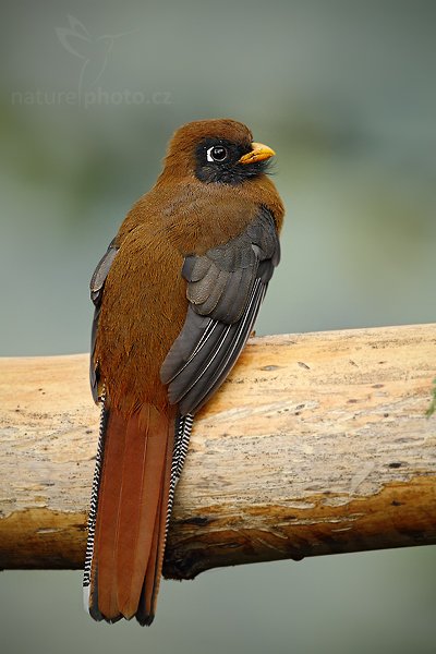 Trogon škraboškový (Trogon personatus), Trogon škraboškový (Trogon personatus) Masked Trogon, Autor: Ondřej Prosický | NaturePhoto.cz, Model: Canon EOS 7D, Objektiv: Canon EF 500mm f/4 L USM, Ohnisková vzdálenost (EQ35mm): 800 mm, stativ Gitzo, Clona: 6.3, Doba expozice: 1/250 s, ISO: 800, Kompenzace expozice: -2/3, Blesk: Ne, Vytvořeno: 30. listopadu 2009 7:45:29, Mindo, Cordillera Oriental (Ekvádor) 