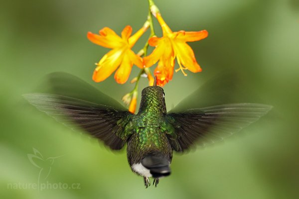 Kolibřík turmalínový (Heliangelus exortis), Kolibřík turmalínový (Heliangelus exortis) Tourmaline Sunangel, Autor: Ondřej Prosický | NaturePhoto.cz, Model: Canon EOS 7D, Objektiv: Canon EF 500mm f/4 L USM, Ohnisková vzdálenost (EQ35mm): 800 mm, stativ Gitzo, Clona: 5.0, Doba expozice: 1/200 s, ISO: 640, Kompenzace expozice: 0, Blesk: Ano, Vytvořeno: 25. listopadu 2009 11:28:45, Papallacta, Cordillera Oriental (Ekvádor)