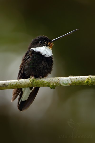 Inka královský (Coeligena torquata), Inka královský (Coeligena torquata) Collared Inca, Autor: Ondřej Prosický | NaturePhoto.cz, Model: Canon EOS 7D, Objektiv: Canon EF 500mm f/4 L USM, Ohnisková vzdálenost (EQ35mm): 800 mm, stativ Gitzo, Clona: 4.5, Doba expozice: 1/250 s, ISO: 800, Kompenzace expozice: -1, Blesk: Ano, Vytvořeno: 21. listopadu 2009 13:48:55, Mindo, Cordillera Occidental (Ekvádor)