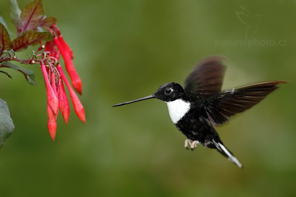 Inka královský (Coeligena torquata), Inka královský (Coeligena torquata) Collared Inca, Autor: Ondřej Prosický | NaturePhoto.cz, Model: Canon EOS 7D, Objektiv: Canon EF 500mm f/4 L USM, Ohnisková vzdálenost (EQ35mm): 800 mm, stativ Gitzo, Clona: 4.5, Doba expozice: 1/250 s, ISO: 800, Kompenzace expozice: -1, Blesk: Ano, Vytvořeno: 21. listopadu 2009 13:48:55, Mindo, Cordillera Occidental (Ekvádor)