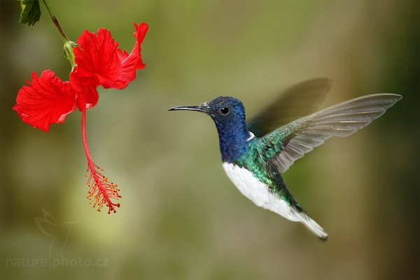 Kolibřík bělokrký (Florisuga mellivora), Kolibřík bělokrký (Florisuga mellivora) White-necked Jacobin, Autor: Ondřej Prosický | NaturePhoto.cz, Model: Canon EOS 7D, Objektiv: Canon EF 500mm f/4 L USM, Ohnisková vzdálenost (EQ35mm): 800 mm, stativ GitzoClona: 6.3, Doba expozice: 1/200 s, ISO: 500, Kompenzace expozice: -1/3, Blesk: Ne, Vytvořeno: 2. prosince 2009 14:01:51, Mindo, Cordillera Occidental (Ekvádor) 