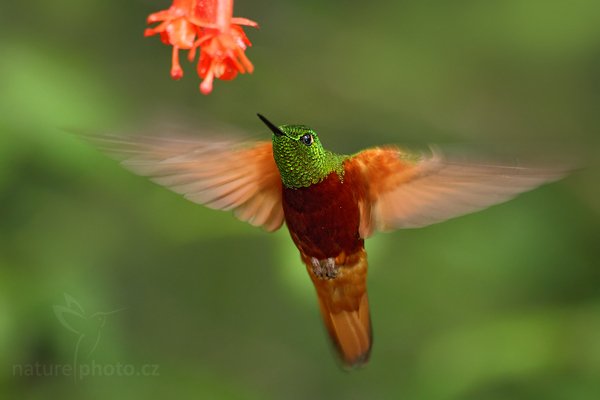 Kolibřík peruánský (Boissonneaua matthewsii), Kolibřík peruánský (Boissonneaua matthewsii)  Chestnut-breasted Coronet,