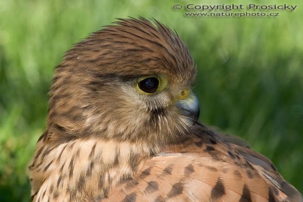 Poštolka obecná (Falco tinnunculus), Poštolka obecná (Falco tinnunculus), Autor: Ondřej Prosický, Model aparátu: Canon EOS 20D, Objektiv: Canon EF 400mm f/5.6 L USM, Ohnisková vzdálenost: 400.00 mm, monopod Manfrotto 681B + 234RC, Clona: 16.00, Doba expozice: 1/200 s, ISO: 400, Vyvážení expozice: -0.33, Blesk: Ano, Vytvořeno: 4. července 2005 9:56:49, Zayferus, Lednice (ČR)