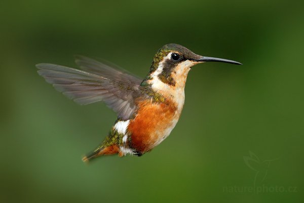 Kolibřík ostroocasý (Chaetocercus mulsant), Kolibřík ostroocasý (Chaetocercus mulsant) White-bellied Woodstar, Autor: Ondřej Prosický | NaturePhoto.cz, Model: Canon EOS 7D, Objektiv: Canon EF 500mm f/4 L USM, Ohnisková vzdálenost (EQ35mm): 800 mm, stativ Gitzo, Clona: 5.6, Doba expozice: 1/125 s, ISO: 800, Kompenzace expozice: -1 2/3, Blesk: Ano, Vytvořeno: 20. listopadu 2009 14:57:42, Papallacta, Cordillera Oriental (Ekvádor) 