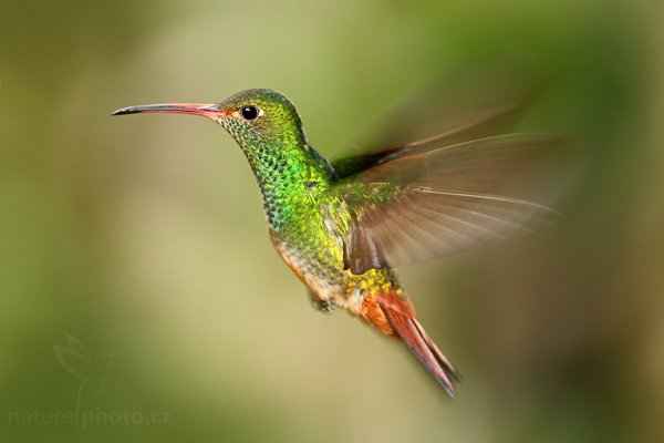 Kolibřík rezavoocasý (Amazilia tzacatl), Kolibřík rezavoocasý (Amazilia tzacatl) Rufous-tailed Hummingbird, Autor: Ondřej Prosický | NaturePhoto.cz, Model: Canon EOS 7D, Objektiv: Canon EF 500mm f/4 L USM, Ohnisková vzdálenost (EQ35mm): 800 mm, stativ Gitzo, Clona: 4.0, Doba expozice: 1/125 s, ISO: 800, Kompenzace expozice: 0, Blesk: Ano, Vytvořeno: 1. prosince 2009 16:19:38, Papallacta, Cordillera Oriental (Ekvádor)