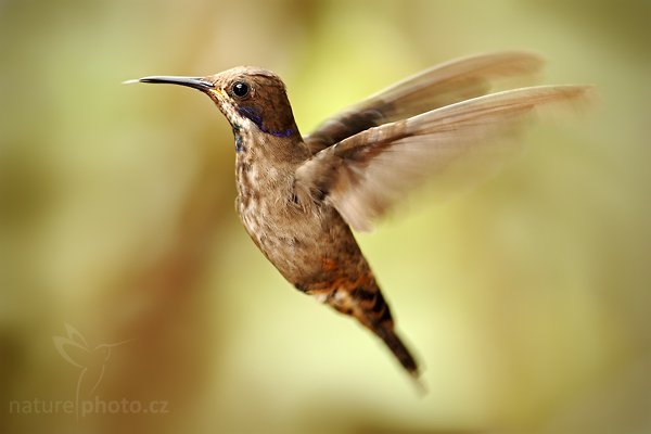 Kolibřík fialovouchý (Colibri delphinae), Kolibřík fialovouchý (Colibri delphinae) Brown Violetear, 